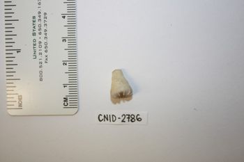 Media type: image;   Invertebrate Zoology CNID-2786 Description: Live specimen.;